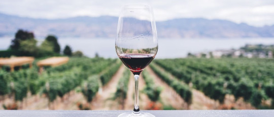 Degustazioni di vino sulla Costa Azzurra: esplora i terroir della Provenza